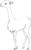 Vicuna